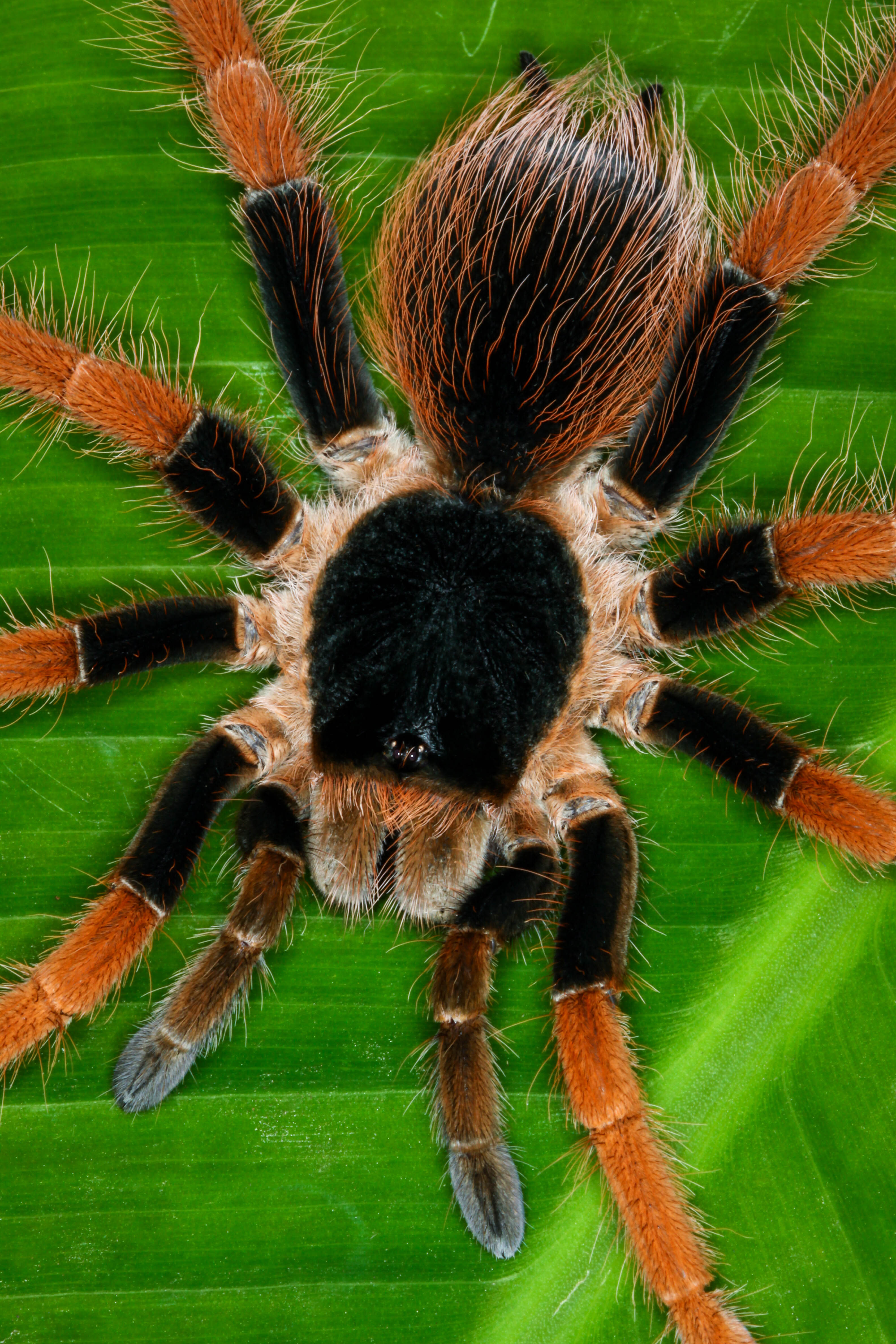 giant tarantula pillow